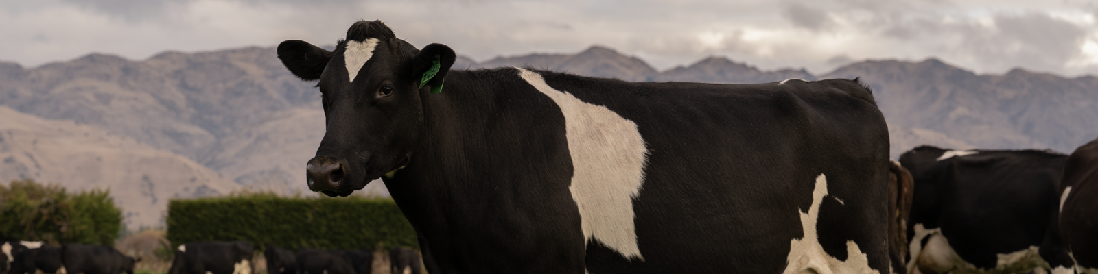 Photo of a cow in a field