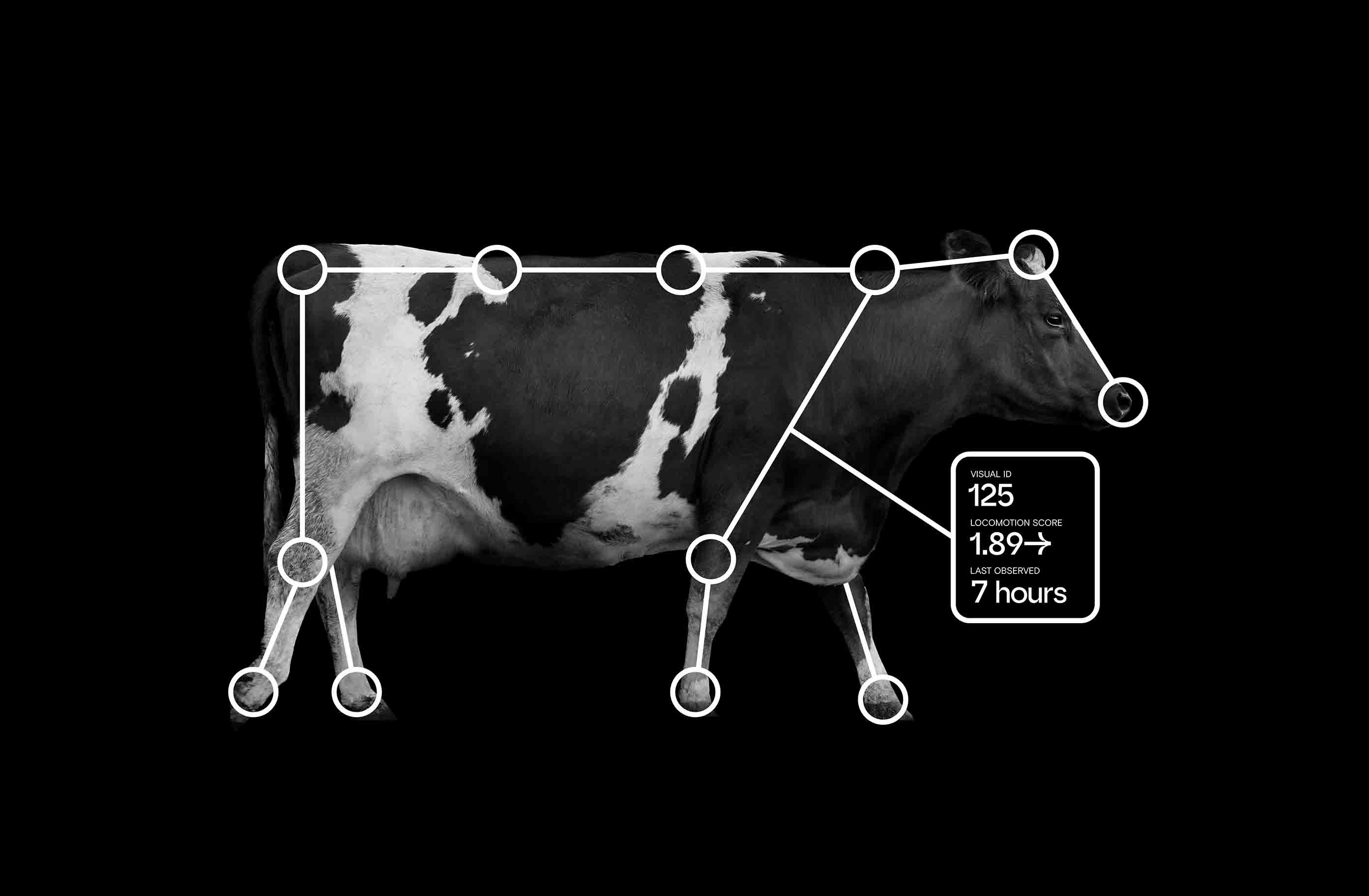 Locomotion Cow Photo