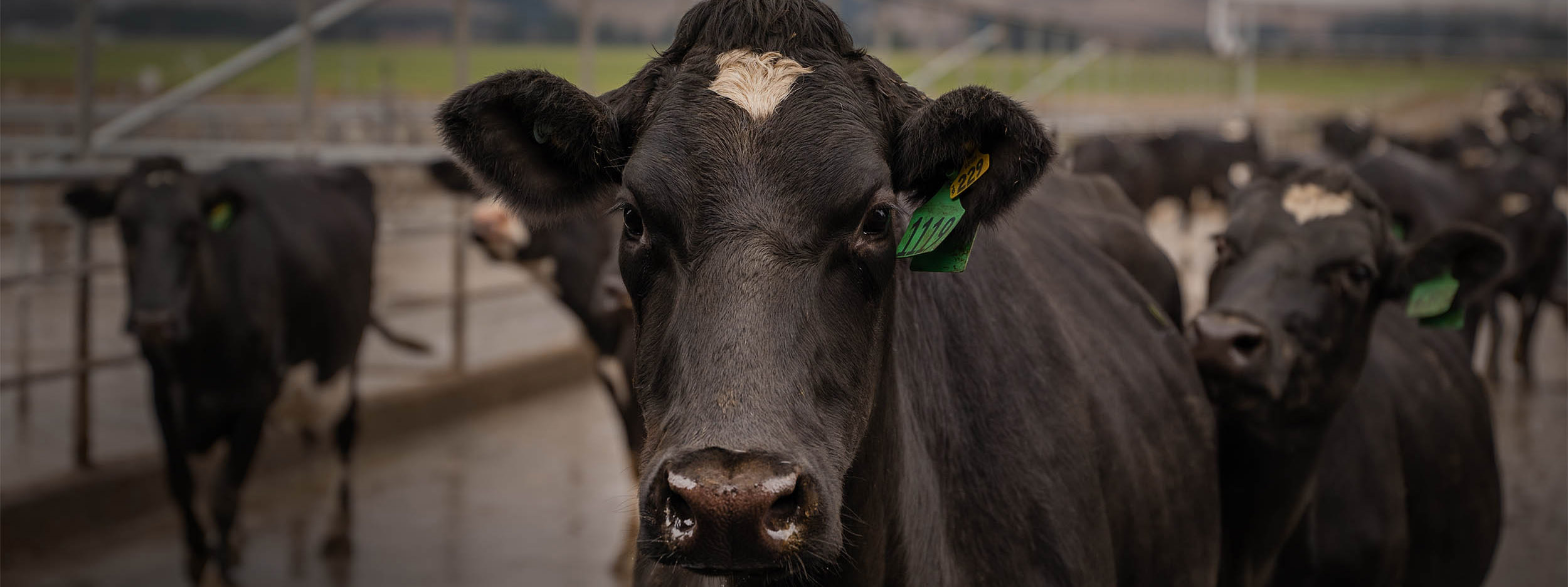 Photo of a cow in a field