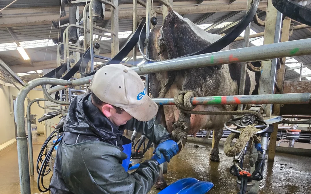 AI helps detect lameness early