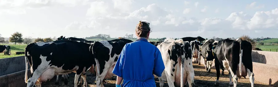 Locomotion Cow Photo