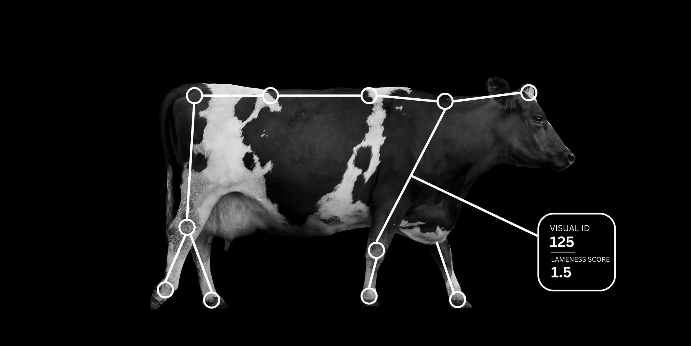 Locomotion Cow Photo