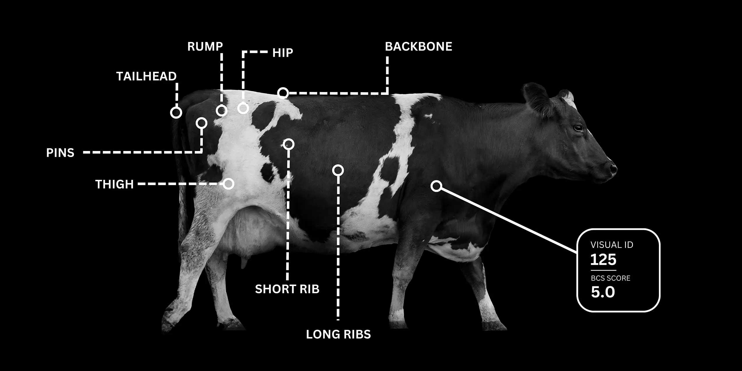 Locomotion Cow Photo