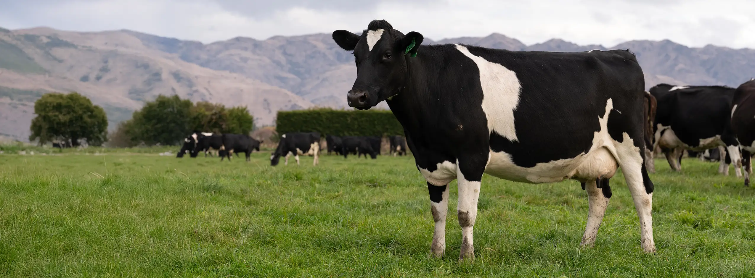 Locomotion Cow Photo