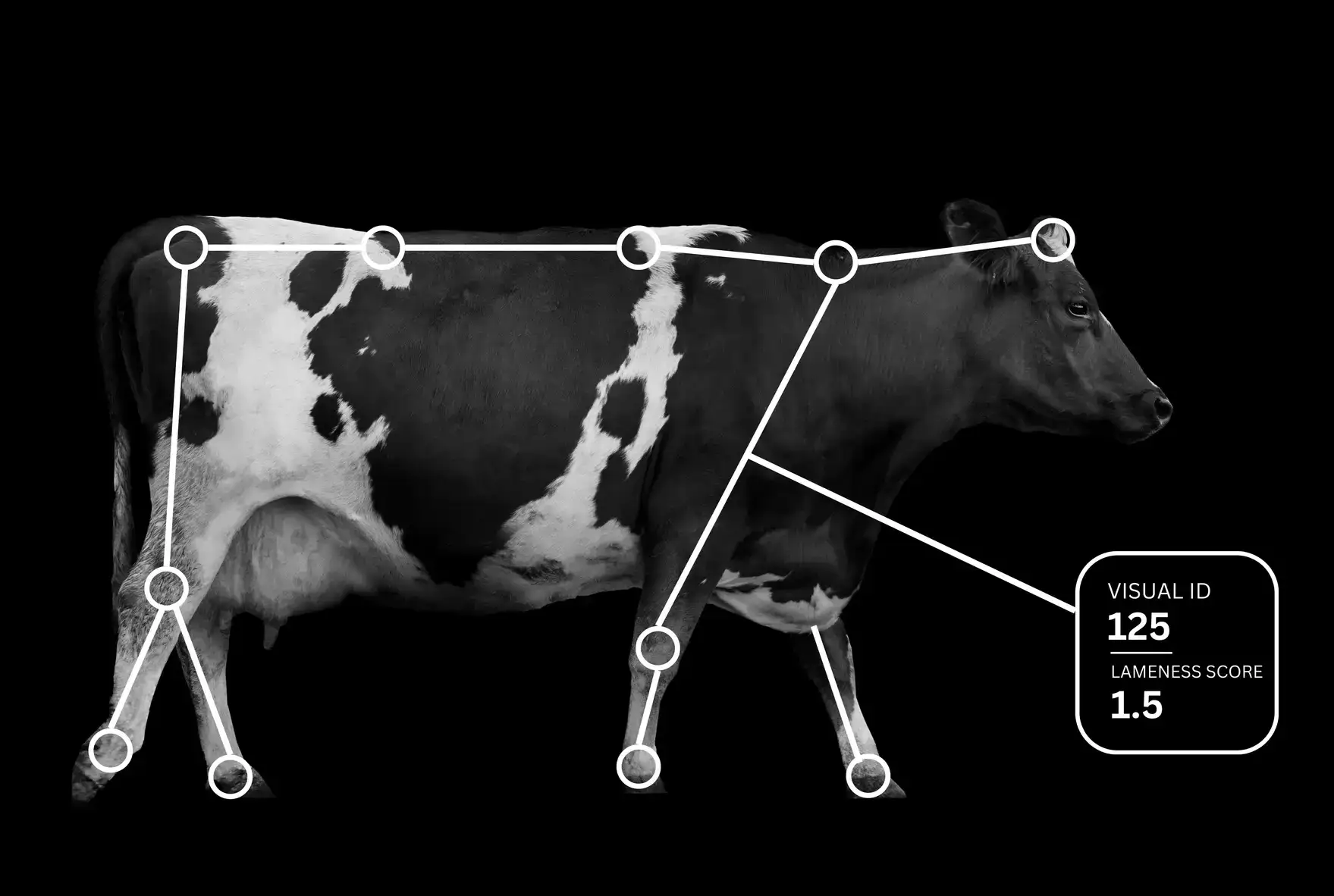 Locomotion Cow Photo