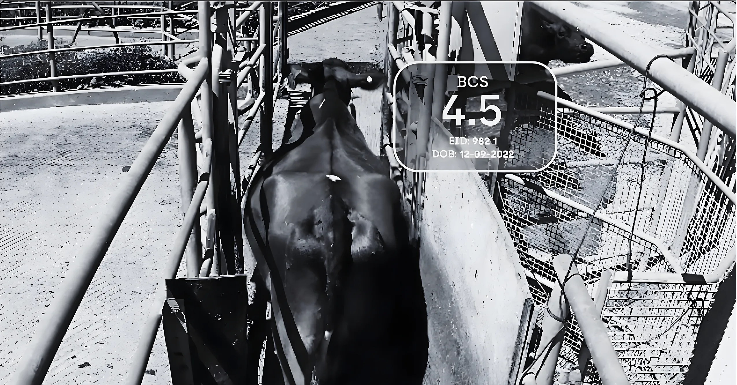 COWS-get ahead of the game Locomotion Cow Photo