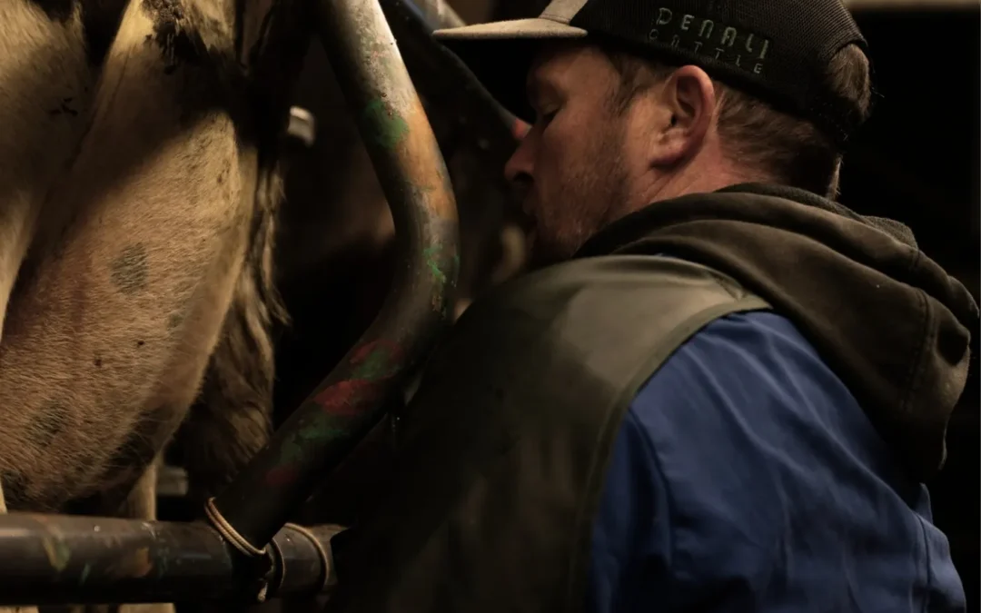 Farmer Feedback – Eyes on every cow, every day