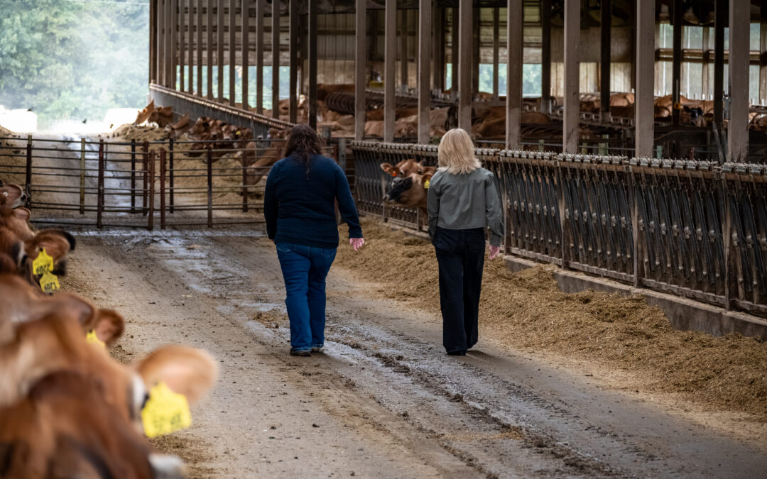 Herd-i Launches Dairy Cow Monitoring System in the U.S. for a Clearer View of Every Cow, Every Day