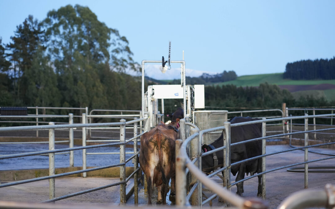 Herd-i backs dairy talent as the business enters its next phase of growth